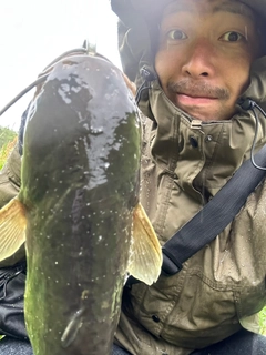 ナマズの釣果