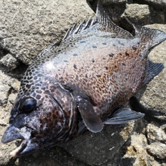 イシガキダイの釣果