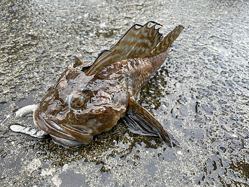 シマソイの釣果