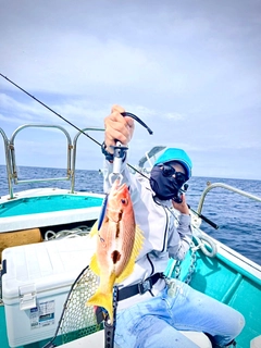 ヨコスジフエダイの釣果