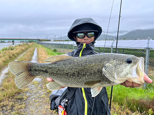 ラージマウスバスの釣果