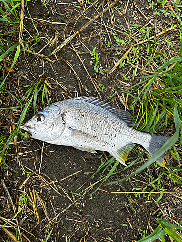 キチヌの釣果