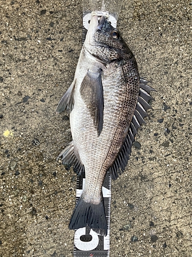 クロダイの釣果