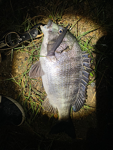 チヌの釣果