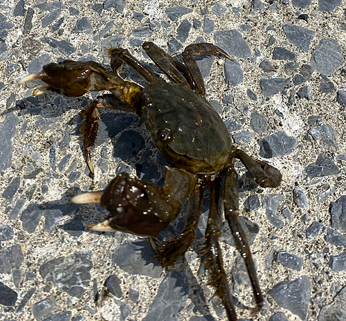 カニの釣果