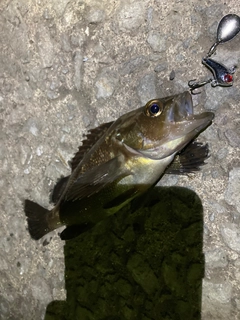 エゾメバルの釣果