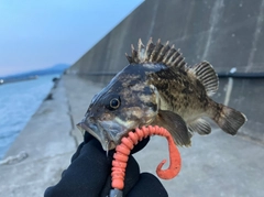 クロソイの釣果