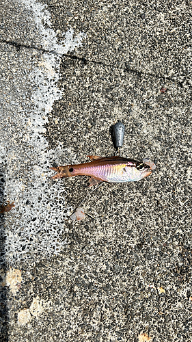 ネンブツダイの釣果