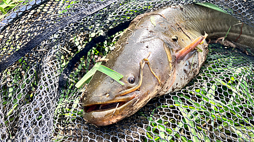 ナマズの釣果