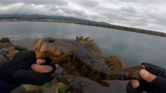 タケノコメバルの釣果