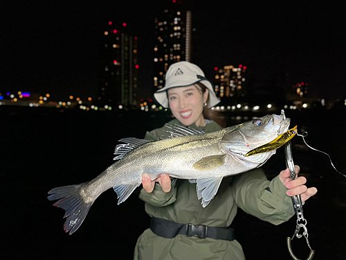 シーバスの釣果