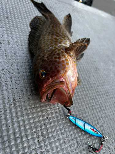 オオモンハタの釣果