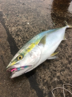 メジロの釣果