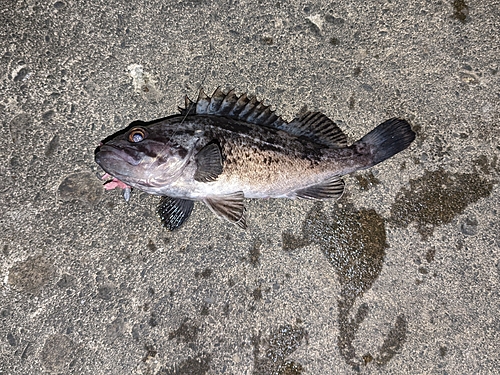 クロソイの釣果