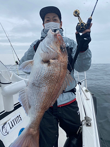 マダイの釣果