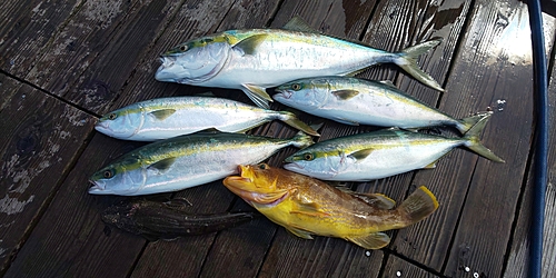 ハマチの釣果