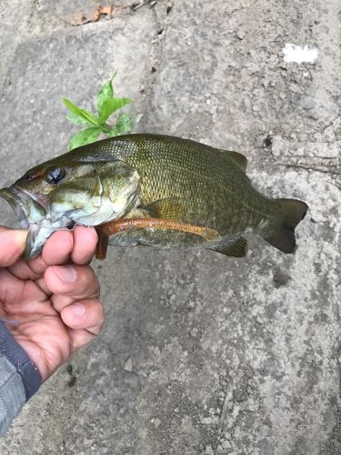 スモールマウスバスの釣果