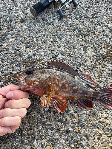 カサゴの釣果