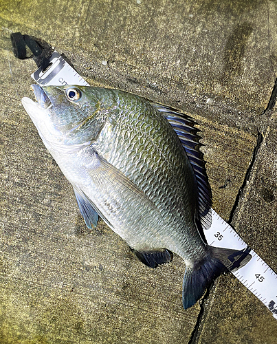 ナンヨウチヌの釣果