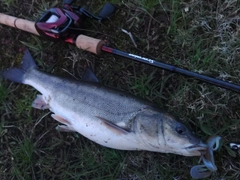 マルタウグイの釣果