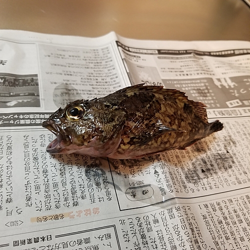 ガシラの釣果