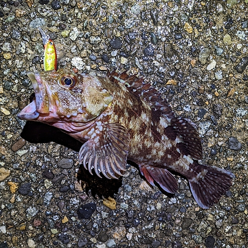 カサゴの釣果