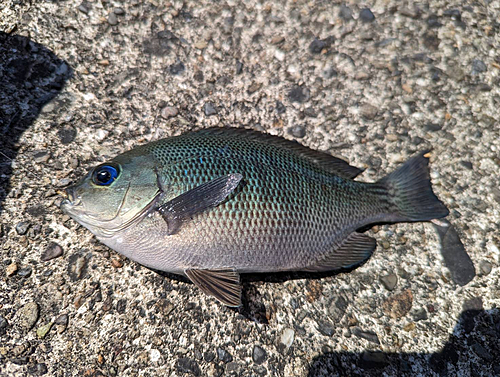 メジナの釣果