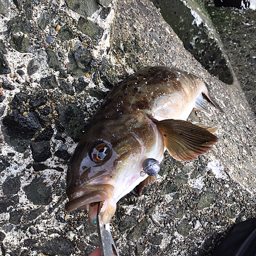 ホッケの釣果