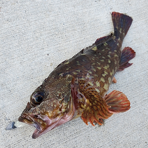 カサゴの釣果