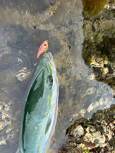 ヤズの釣果