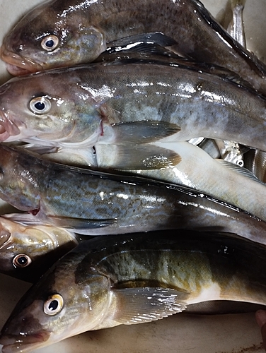 ホッケの釣果