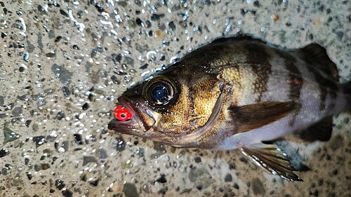 メバルの釣果