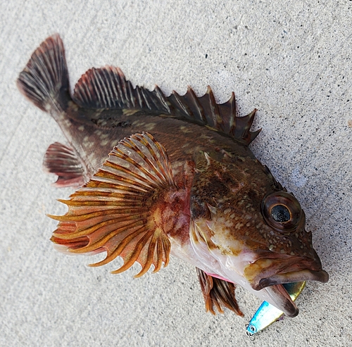 カサゴの釣果