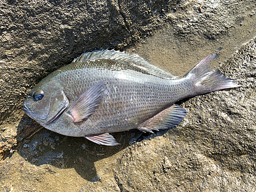 メジナの釣果