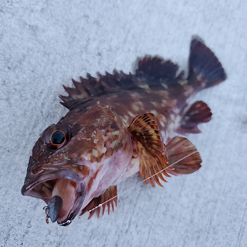 カサゴの釣果