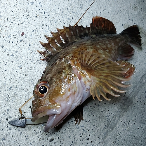 カサゴの釣果