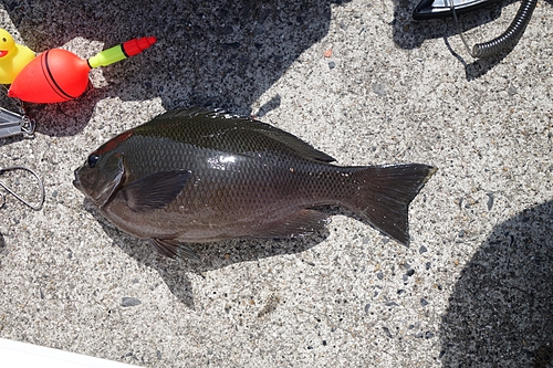 メジナの釣果