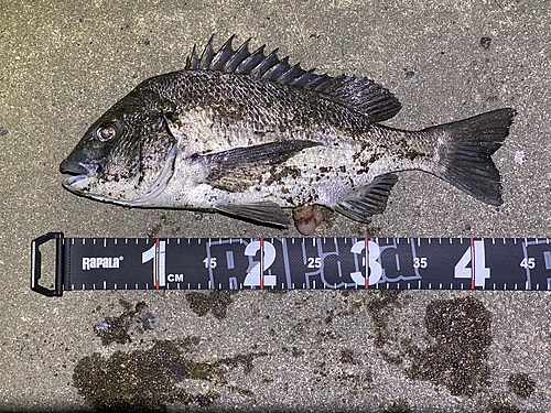 クロダイの釣果