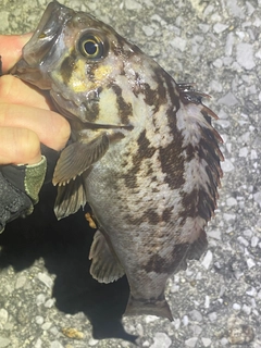 シロメバルの釣果