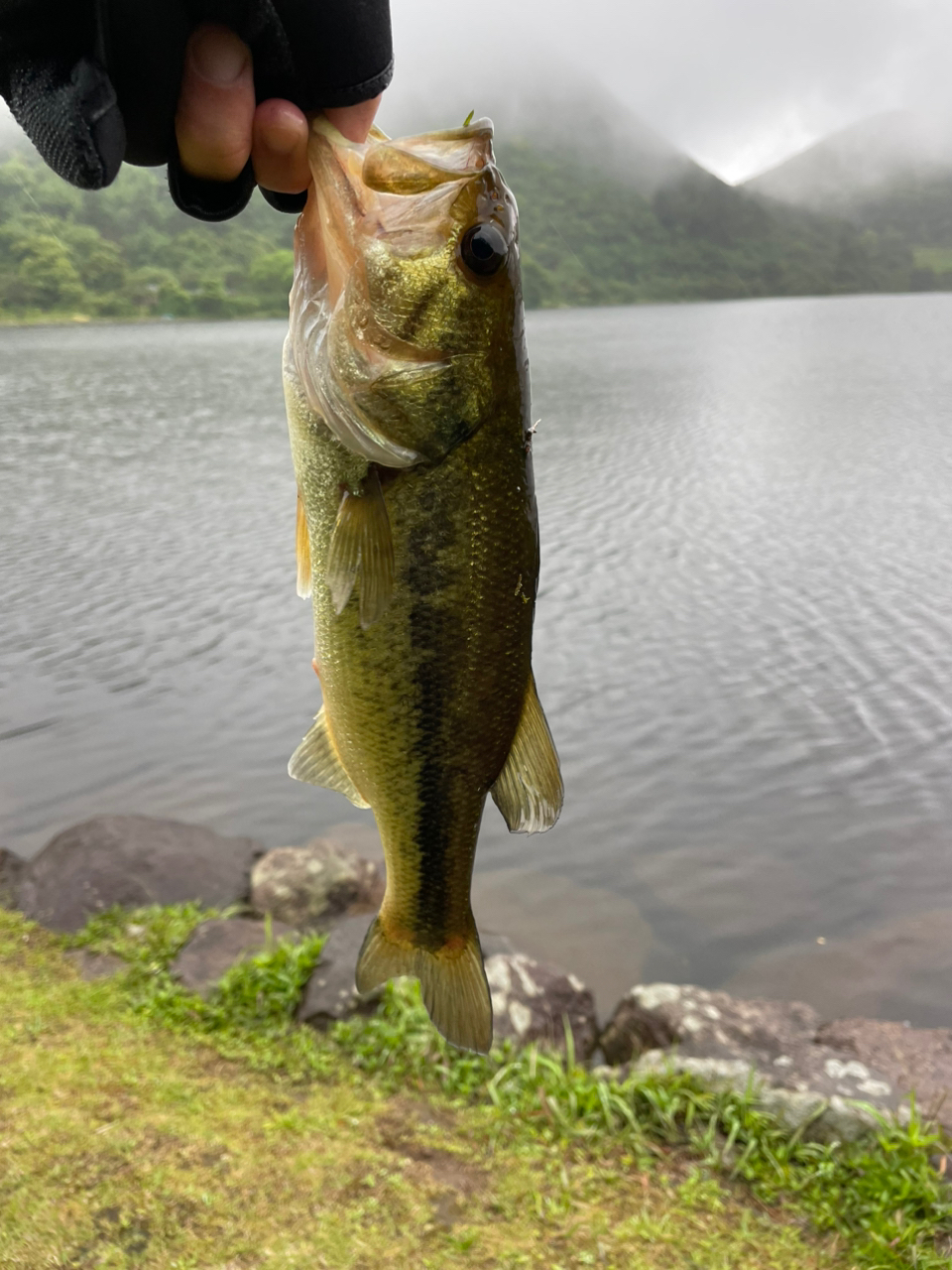 ブラックバス