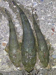 マゴチの釣果
