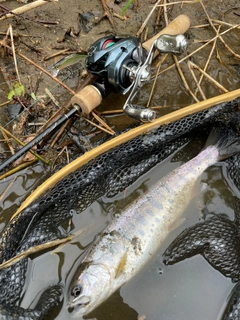 ヤマメの釣果