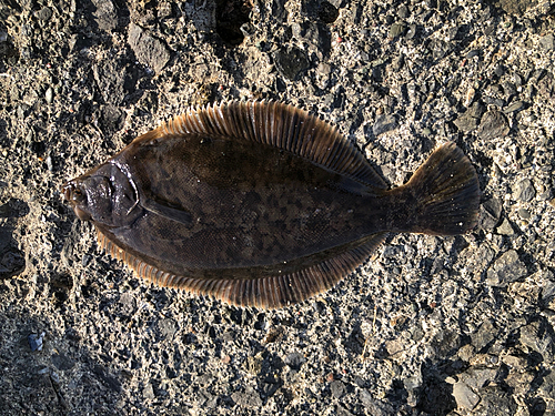 クロガシラガレイの釣果