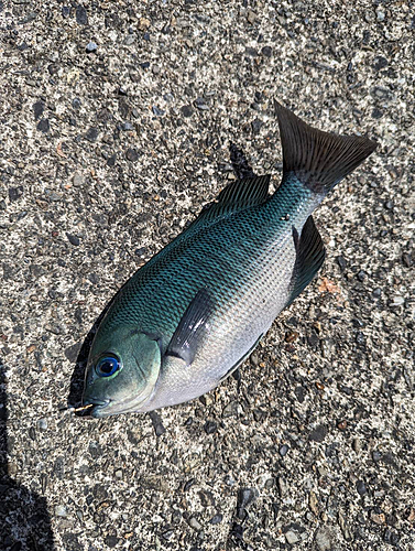 メジナの釣果