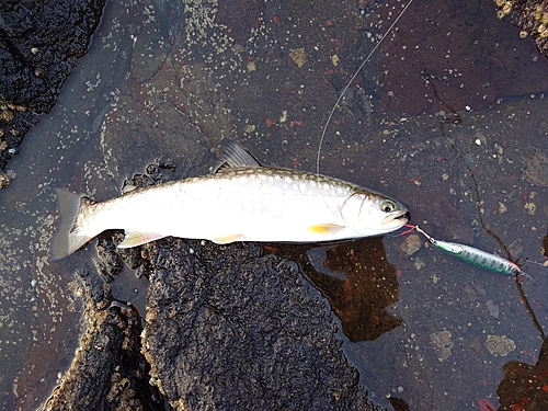 アメマスの釣果