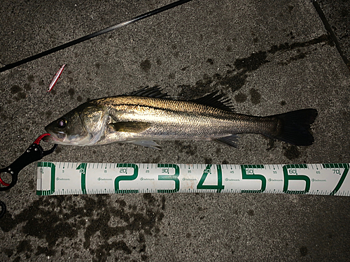 シーバスの釣果