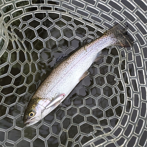 レインボートラウトの釣果