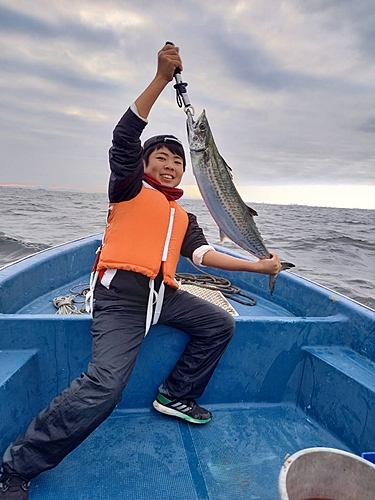 サワラの釣果