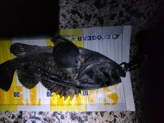 クロソイの釣果