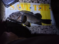 クロソイの釣果